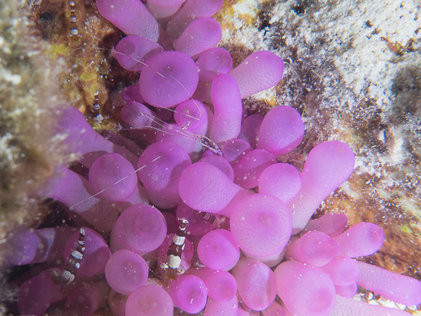 Squat Anemone Shrimp