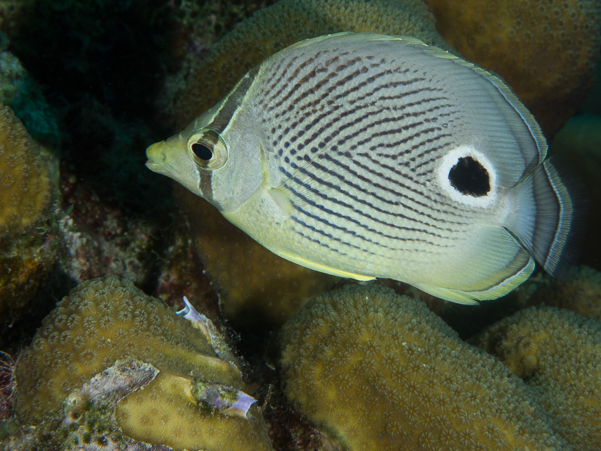 Foureye Butterflyfish