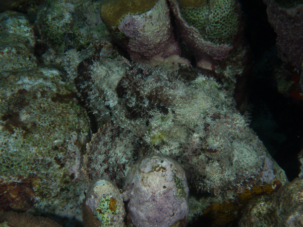 Spotted Scorpionfish