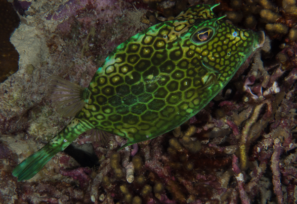 Honeycomb Cowfish