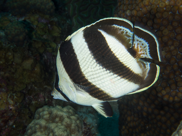 Banded Butterflyfish