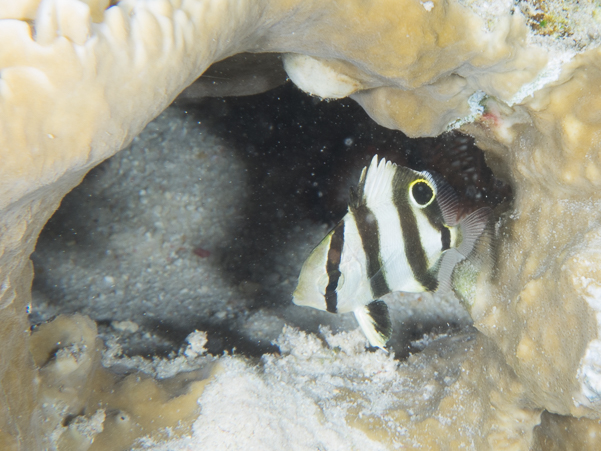 Banded Butterflyfish