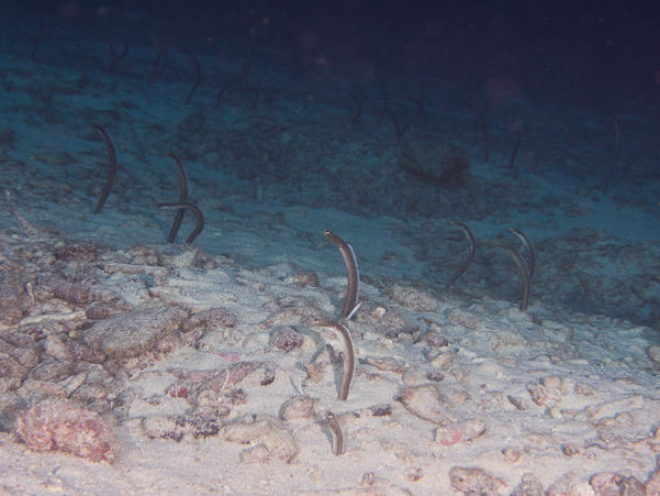 Brown Garden Eels