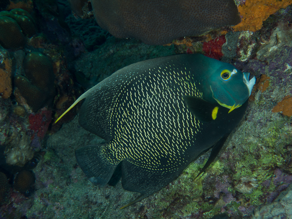 French Angelfish