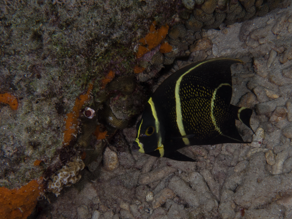 French Angelfish