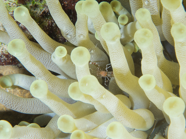 Sun Anemone Shrimp