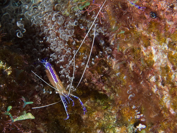 Pederson Cleaner Shrimp