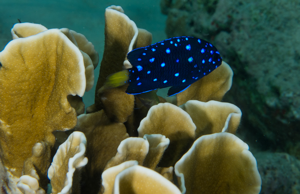 Yellowtail Damselfish