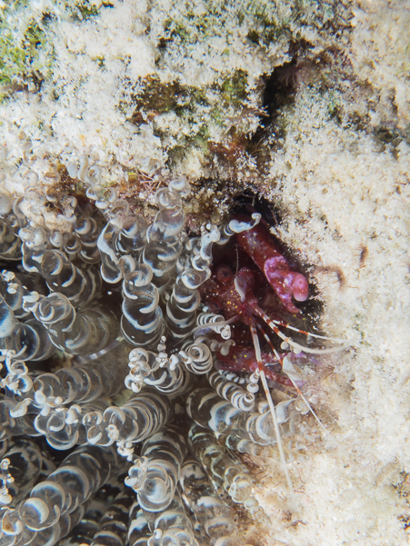 Mayspot Snapping Shrimp