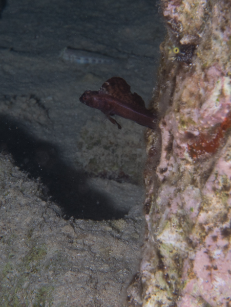 Sailfin Blenny