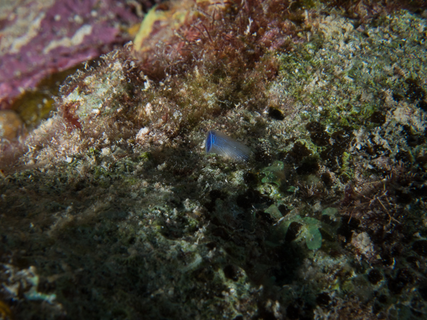 Tunicate