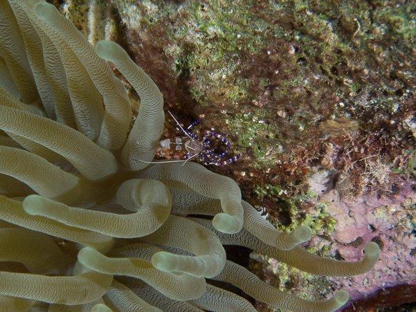 Spotted Cleaner Shrimp