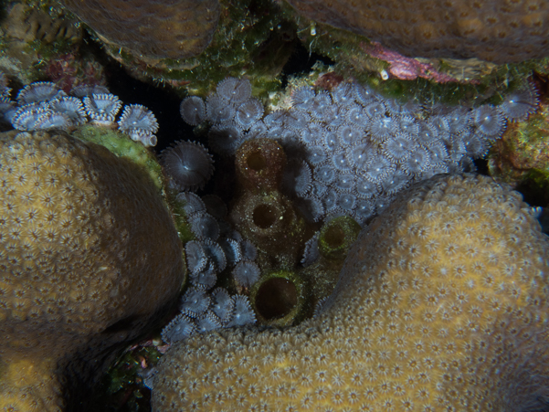 Brown Zoanthid