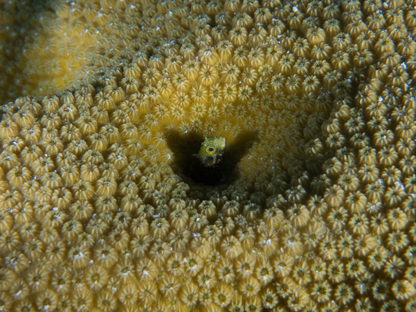 Roughhead Blenny