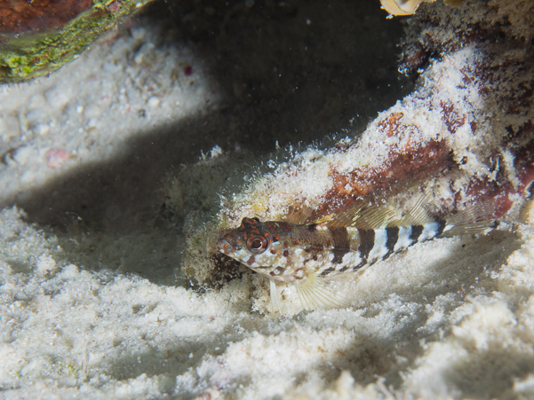 Saddled Blenny