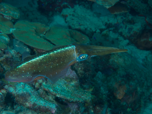 Caribbean Reef Squid