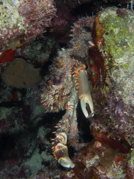 Channel Clinging Crab