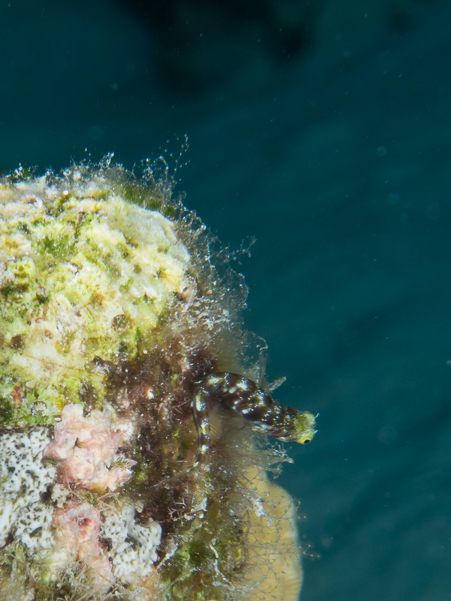 Roughhead Blenny