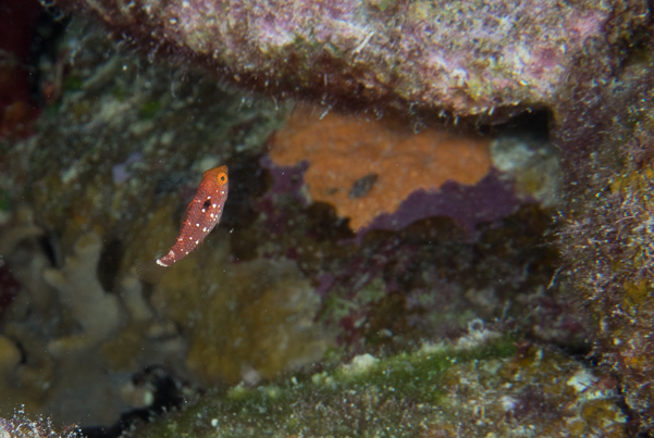 Parrotfish 