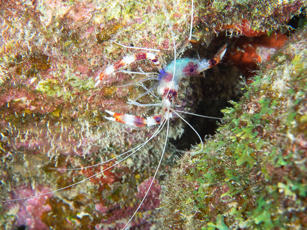 Banded Coral Shrimp