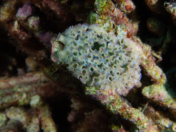 Lettuce Sea Slug