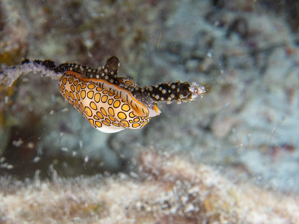 Flamingo Tongue Snail