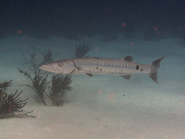 Great Barracuda