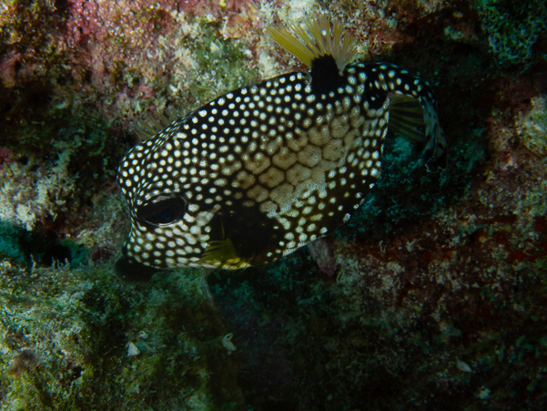 Smooth Trunkfish