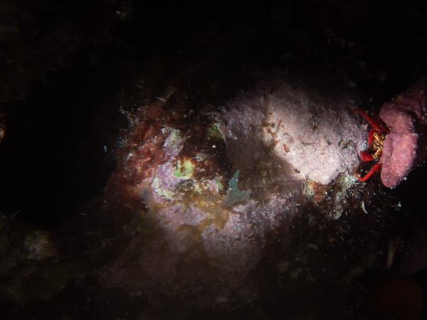 Red Reef Hermit Crab