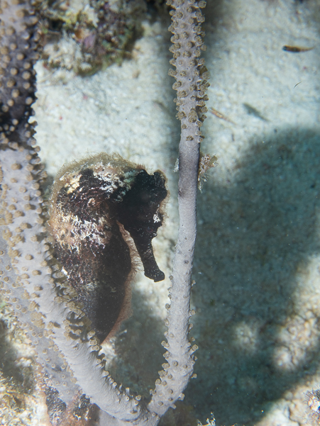 Longsnout Seahorse