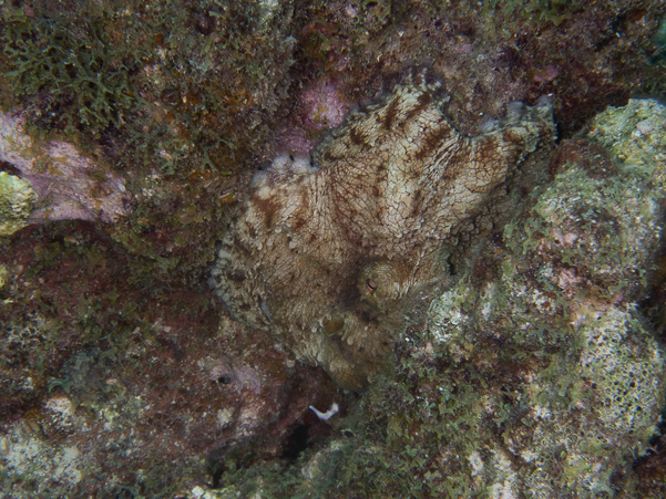 Common Octopus