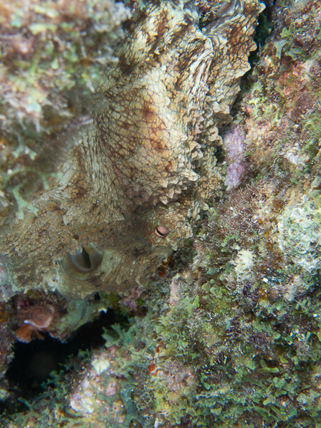 Common Octopus