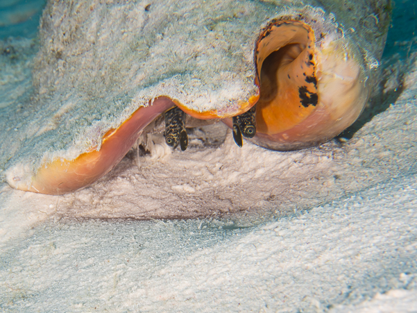 Queen Conch Snail