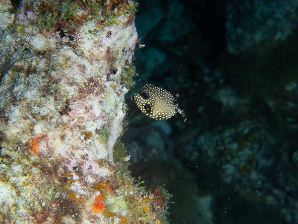 Juvenile Smooth Trunkfish