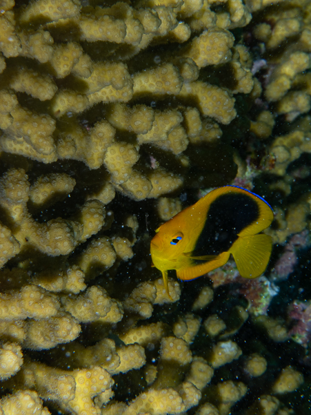 Juvenile Rock Beauty