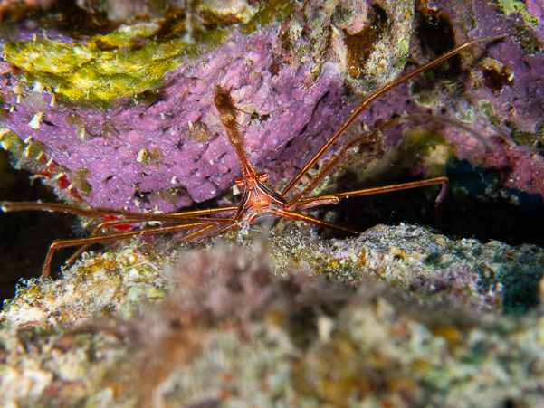 Yellowline Arrow Crab