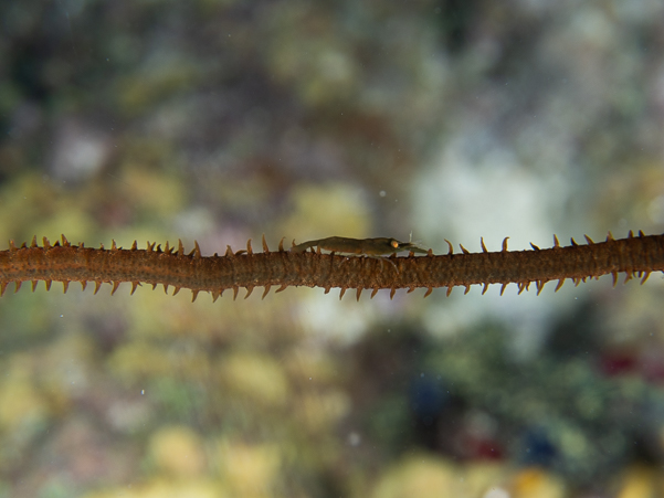 Wire Coral Shrimp