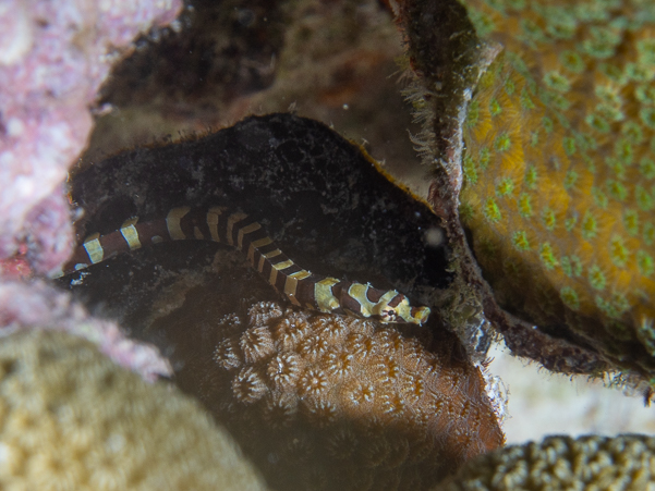 Harlequin Pipefish