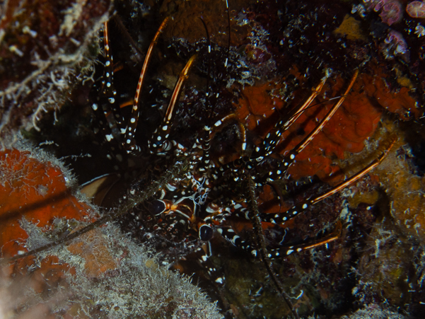 Spotted Spiny Lobster