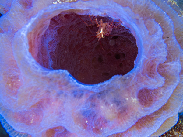 Sponge Peppermint Shrimp