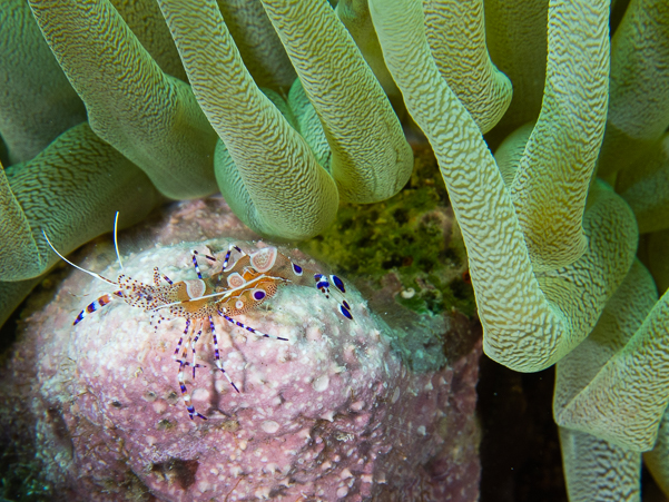 Spotted Cleaner Shrimp