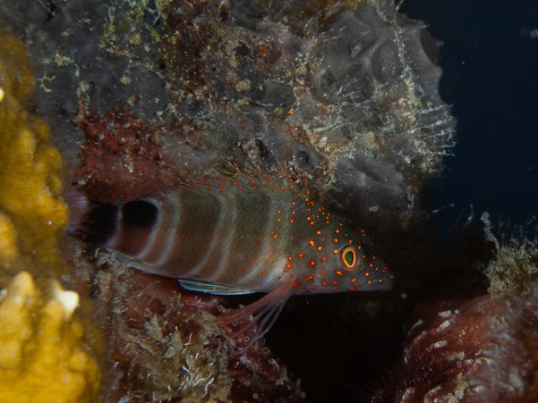 Redspotted Hawkfish