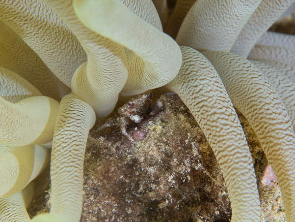 Banded Clinging Crab