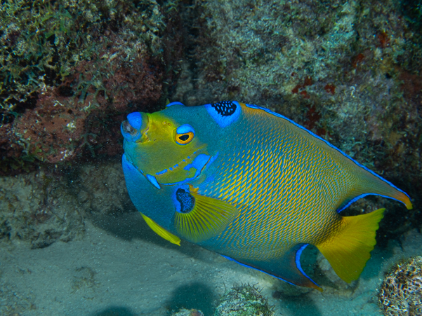 Queen Angelfish
