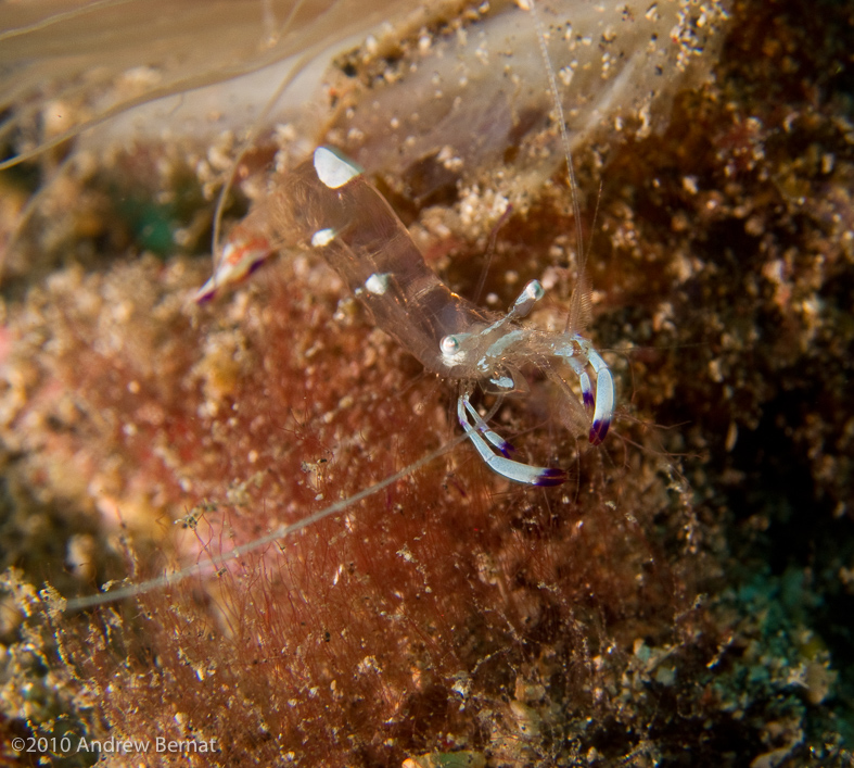 Magnificent Anemone Shrimp