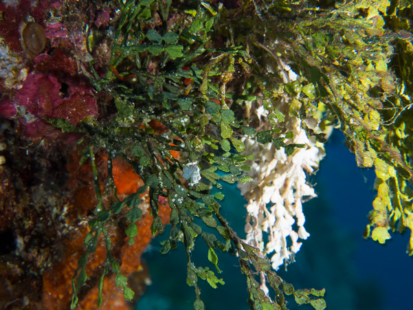 Searching for Pygmi Seahorses in Halimeda Algae