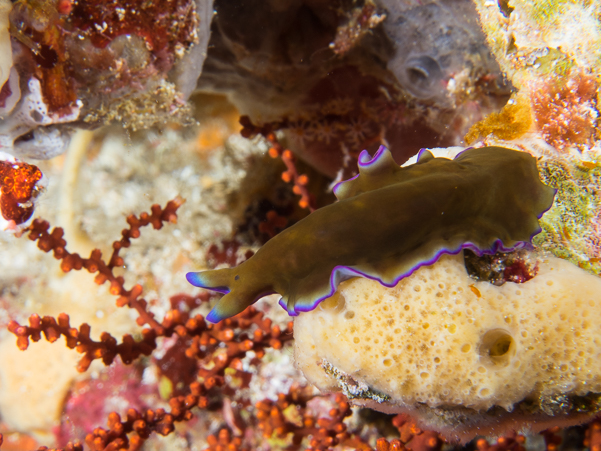 Pseudoceros sp. 1 Flatworm