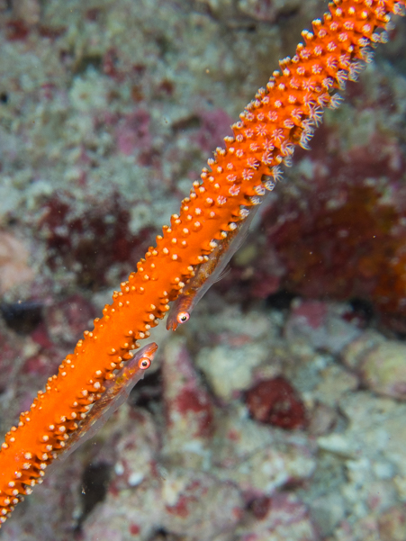 Large Whip Gobies