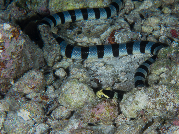 Banded Sea Krait