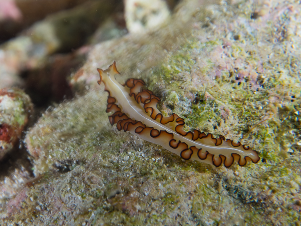 (undescribed) Flatworm